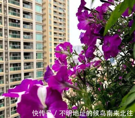 阳台变花园，8种花现在养，半个月就爆满阳台，长的飞快花也多