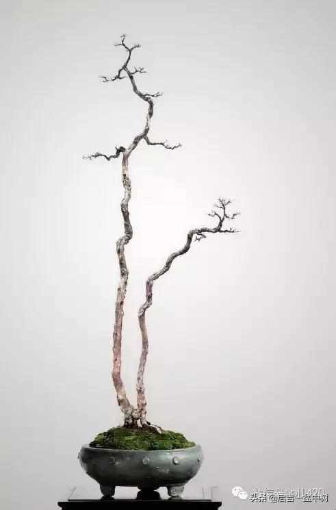 一粗一细|盆景双杆,一高一矮、一粗一细,苍龙教子之势