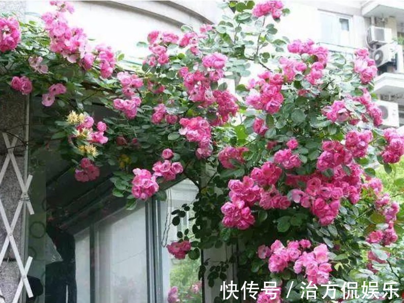 花卉盆栽|养藤本月季,牢记3点,猛长3米长,呼呼“爬满墙”,一片花海!
