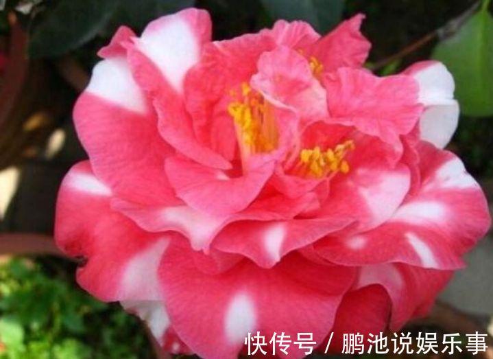 冬天就养此款植物，好养易打理，花色柔美，花朵烂漫迷人，美爆了