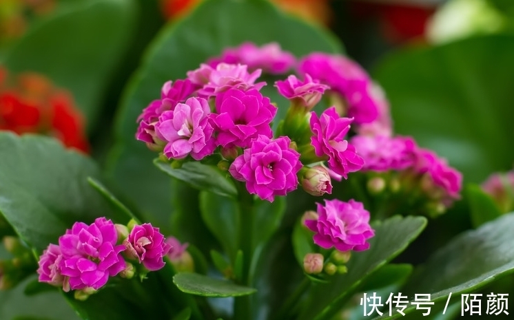 你的长寿花还没长花苞,这样做花苞蹭蹭往外冒