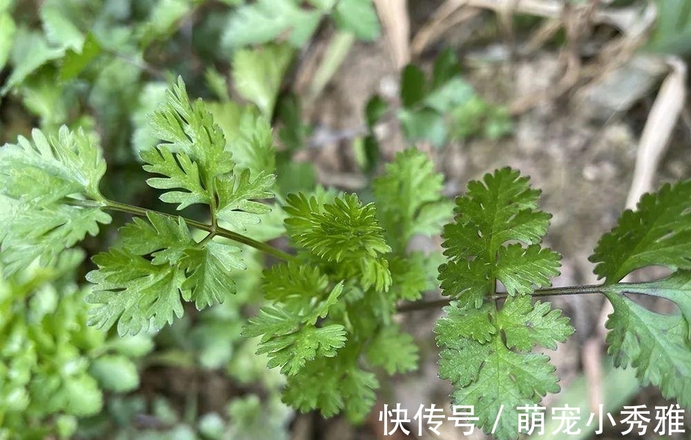 包饺子|味道有些难闻，但请不要忽视它，很有价值，用来包饺子是一绝
