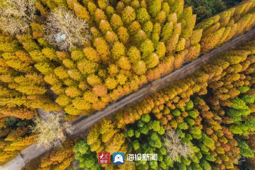 东港区|颜值太高！日照初冬打卡地！是谁打翻了“颜料盘”？?