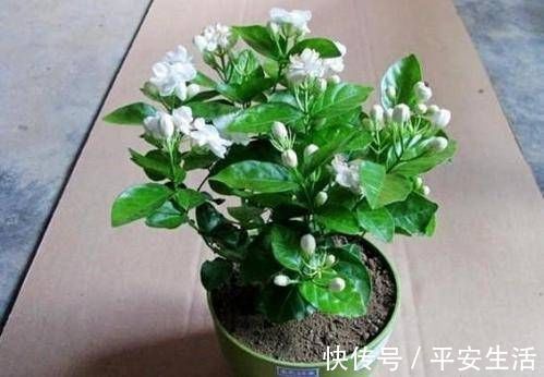 最厉害的养花营养液给茉莉花喝一勺,花苞呼呼长,清香飘满屋