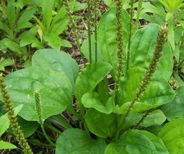 马齿|一味车前草,养生大功效!车前草的四大好处,越早了解越好