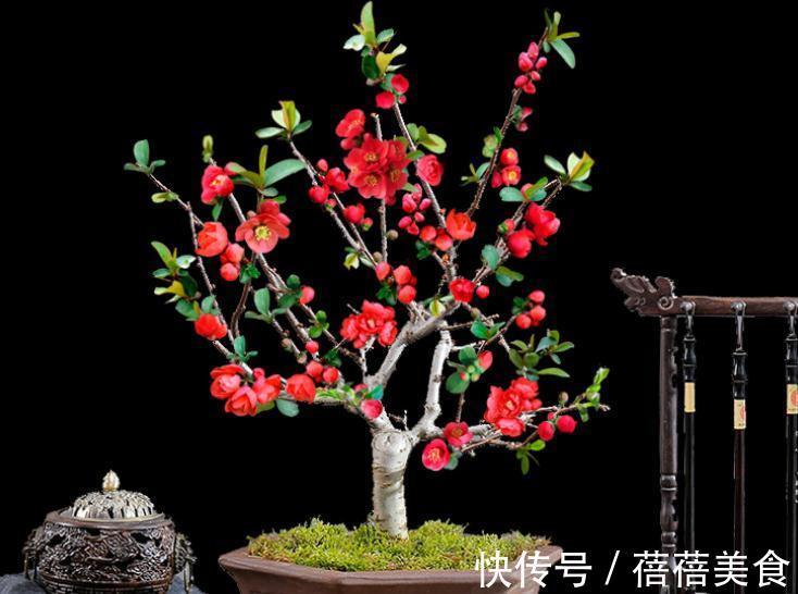 3种“老花树”,能活一百年,冬天不怕冷,开满“吉祥花”