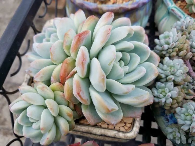 养肉三年,分享养肉经验,谈谈适合逆开挂区的多肉!