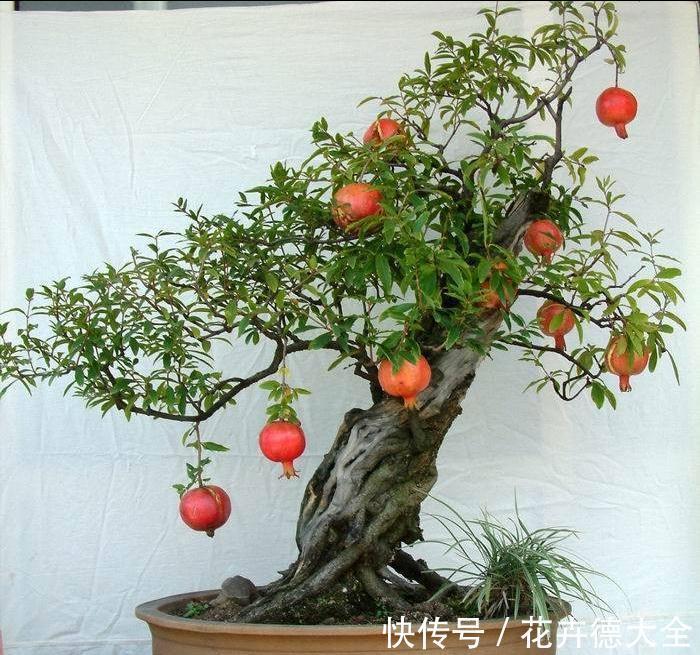 石榴|4种“盆景桩”，品位高大上，懒人花剪一剪，价格翻几倍