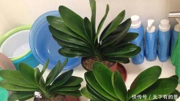 把它倒在花盆里,君子兰疯长如野草,一次能开30多