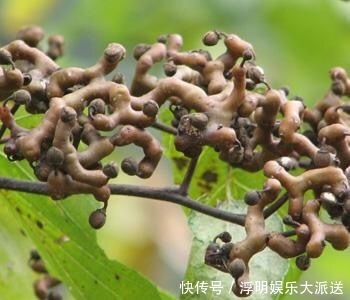 碳水化合物|想长寿全靠吃,3种食物离不开,补充营养、身体倍棒