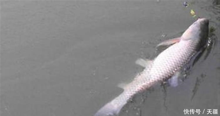 清明后钓草鱼3招必杀技,看完轻松爆护!