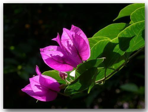 想让三角梅开满盆，这“4点”一定要做好，开花不断