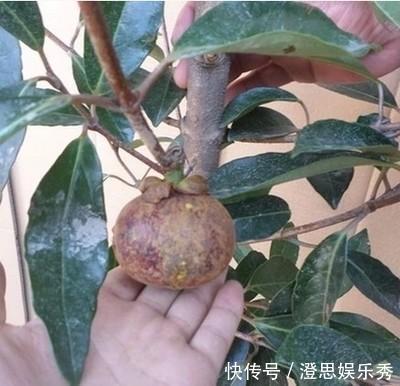 夏天吃水果,“留个籽”撒盆里,10天发芽变盆栽,养好摘果1篮子