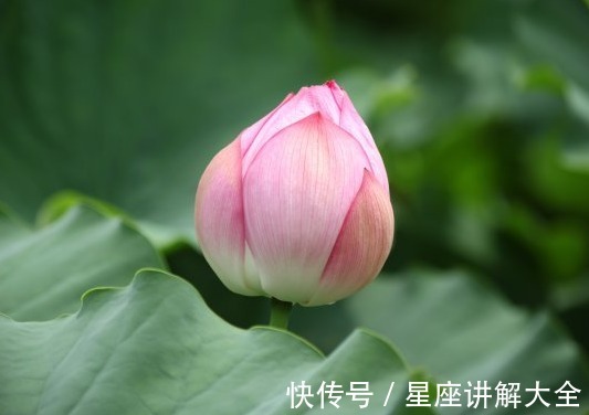 属相|步入8月下旬，4属相五福临门，桃花朵朵，生活锦上添花