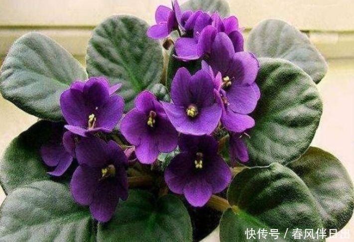 4种便宜花,花开娇艳美不胜收,一开就是300天