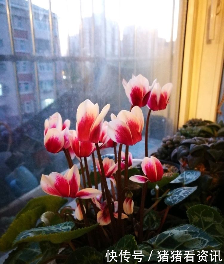 “稀有玫瑰”糖果雪山,似糖果般甜蜜,清香袭人,堪称养花必备