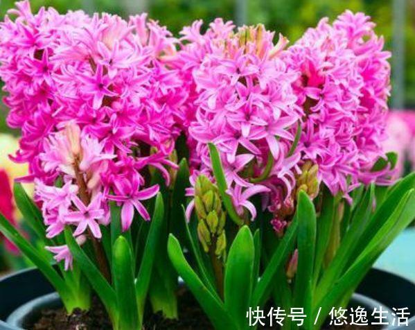 4种福运花,自带福气好养活,养上一盆四季欣赏,好养活还不贵