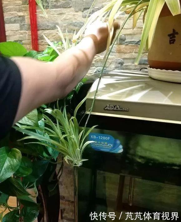 花友|养君子兰虎尾兰,扒点土反而疯长,1个月蹿出10个芽