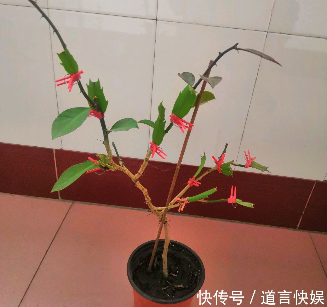 秋季养蟹爪兰为什么要摘芽满足4个套路，花苞更多，开花易爆盆