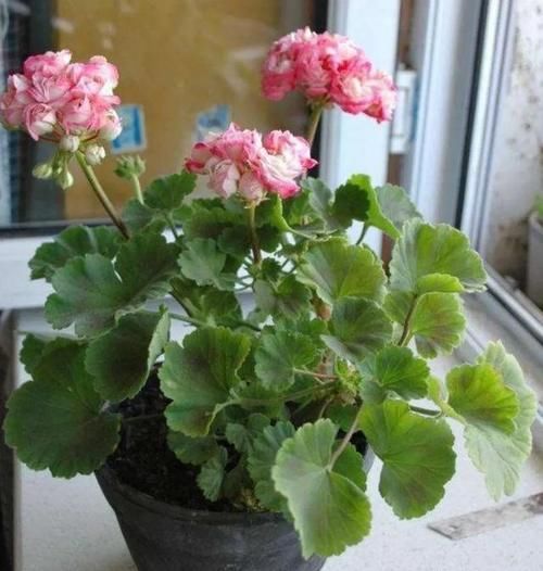  强光暴晒|天竺葵的叶片出现发黄枯萎的现象，是什么原因导致的？该如何治疗和养护？