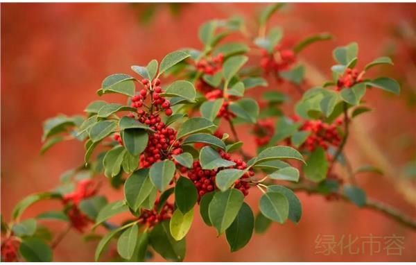 静待梅花开！冬日赏花来金山花开海上生态园