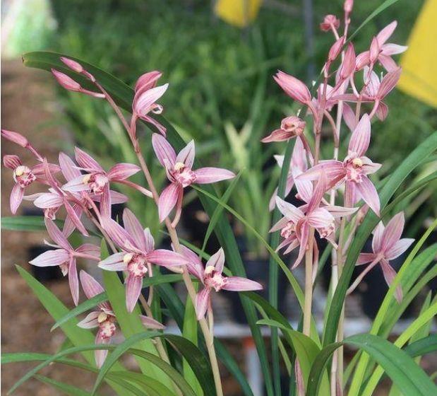 适合室内的花卉,便宜又好养,净化空气去除异味,香飘满屋