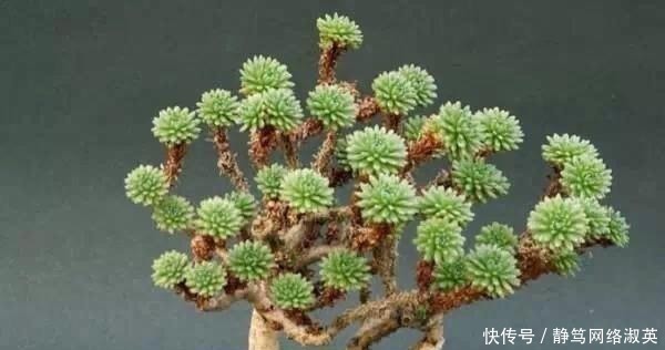 植株|每天认识一种多肉植物-小松绿, 蓬蓬松松十分元气