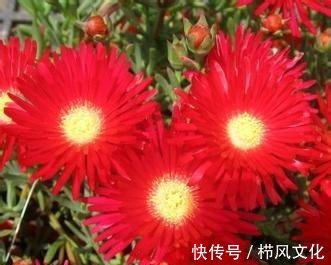 喜欢在家中养护花卉,就选择花期长,花色绚丽的3种花卉,非常美