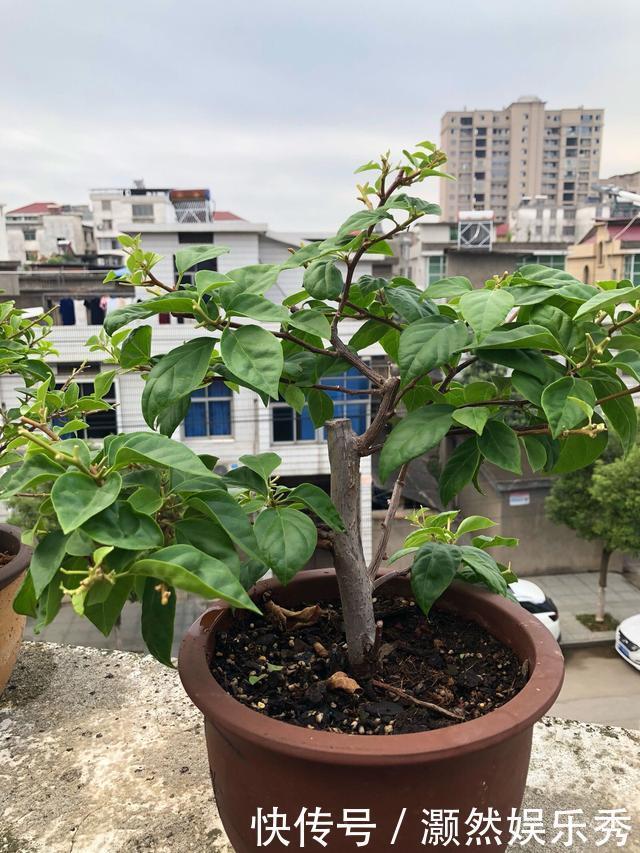 三角梅春天有“4喜”,做好了花叶一起窜,开满一树花