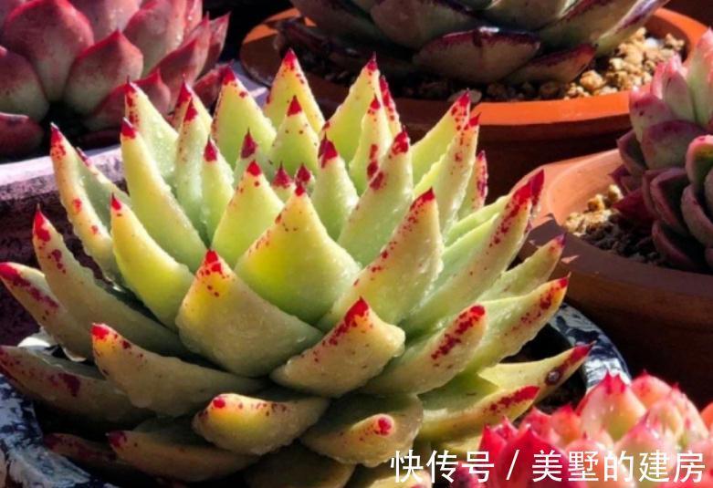 适应性|天气渐冷,想要入坑养多肉?盆栽这3款,0度植株照样状态好