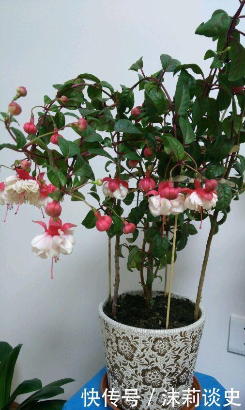 居家就养此款花卉,不闻不问,花开爆盆美如花,养在家中香飘满屋