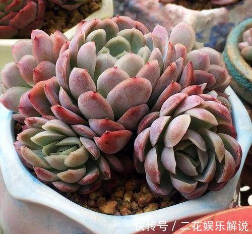 多肉植物不长个教你一个小技巧,呼呼冒出一堆新芽
