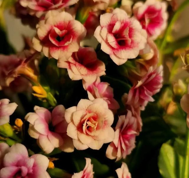 75个长寿花品种，一个比一个美，一起来认识一下吧！