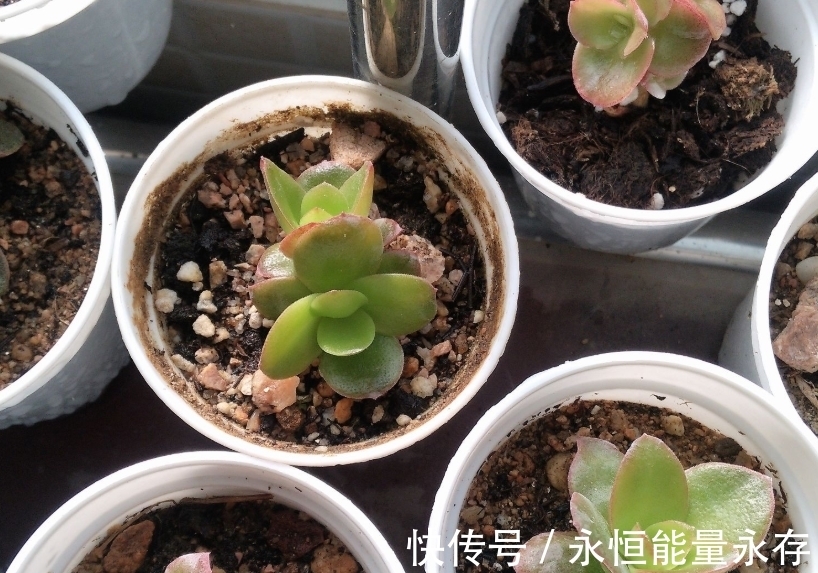 火祭繁殖生长记录,内有干货