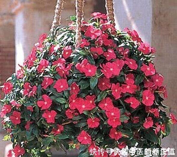 浇水|阳台养花养些“不死花”，一个月不浇水，还能打鸡血似地开满花！