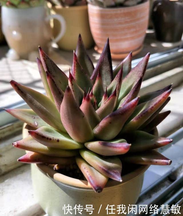 养了三年，多肉终于给点颜色瞧瞧了