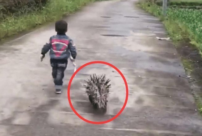 小男孩|小孩子被欺负后,召唤“神兽”去报仇,网友:惹不起呀!