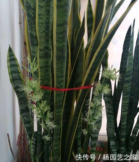 花盆|天热养虎皮兰,两步要做好,叶片纹路漂亮,花芽挤满花盆