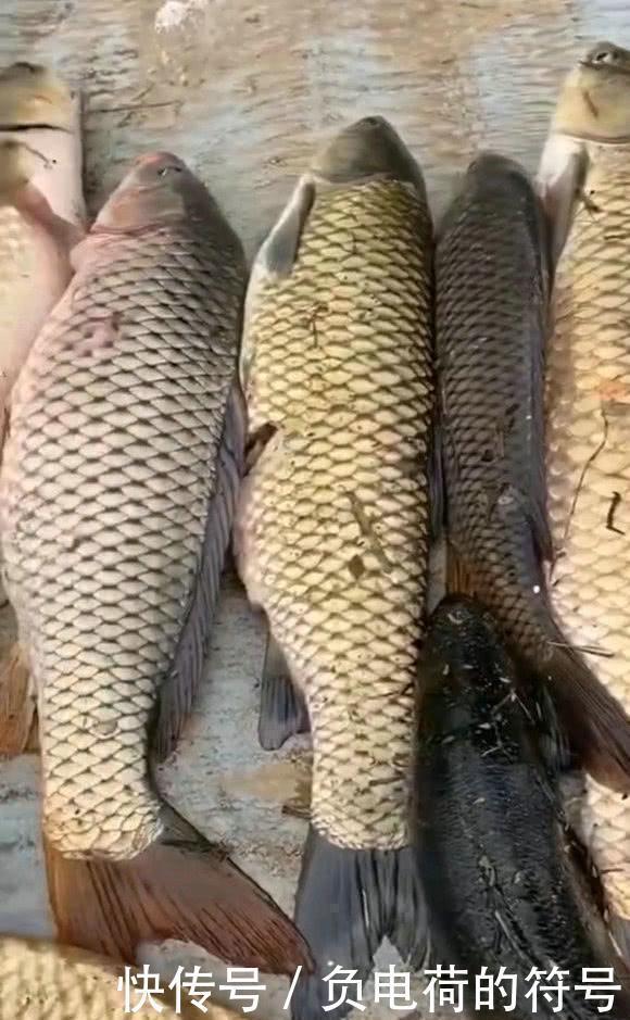大鱼|男子在湘江用“可视化锚鱼”几十斤的大鱼接连的上岸,网友能钓光湘江的鱼