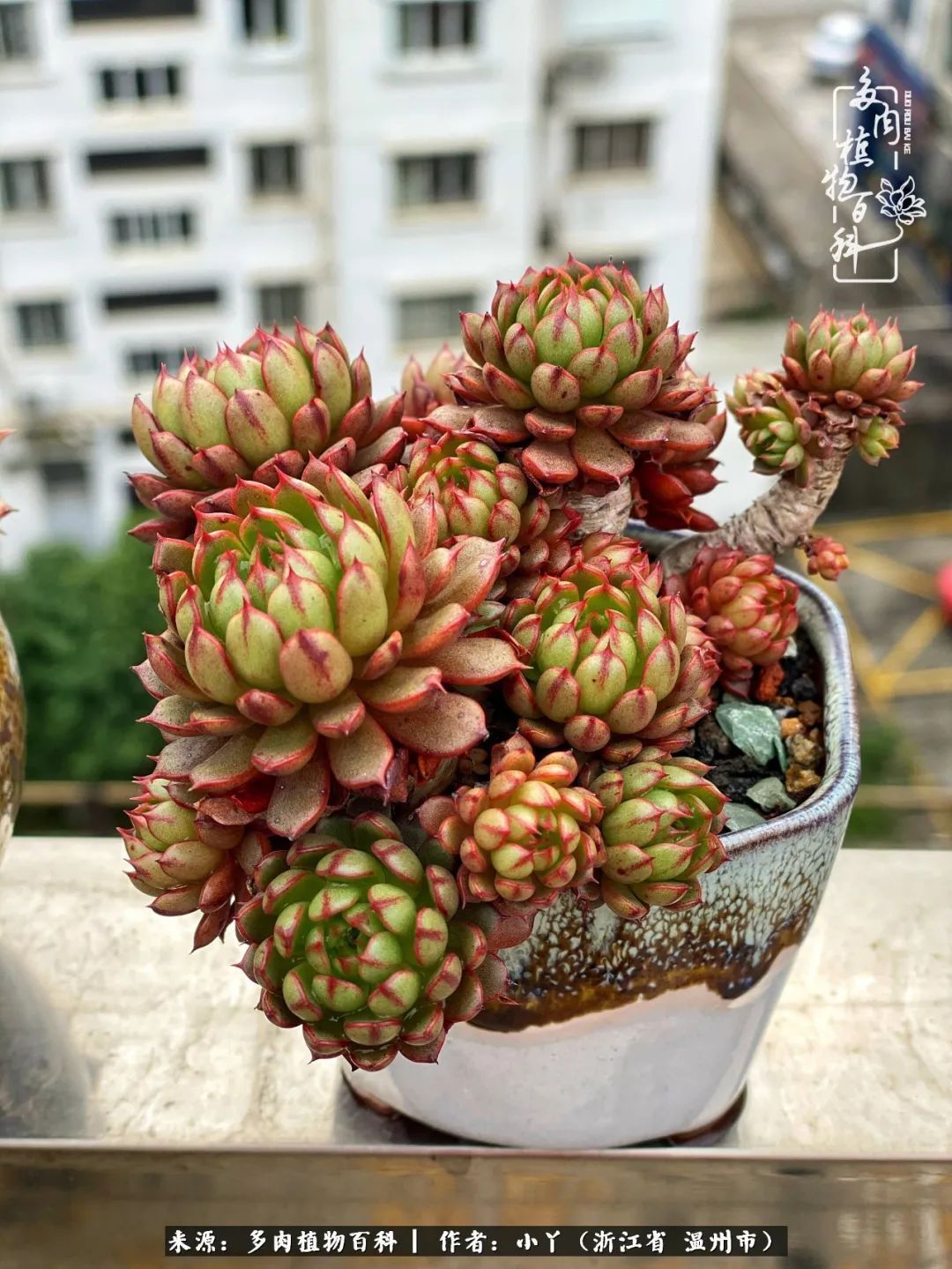 祖上无院家里无矿，一腔浪漫情怀付诸楼顶造花！