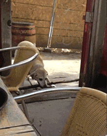 |搞笑GIF:女朋友很漂亮 就是脑子有点不好使