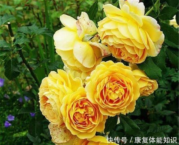 黄金|此花一年开花300天,花朵会散发酒香味,院里养2棵3年爬满墙!