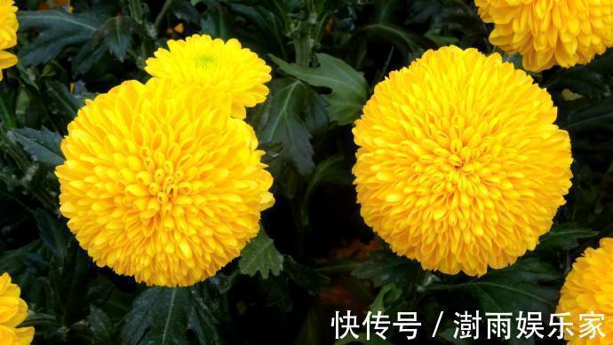 乒乓菊|喜欢菊花，就养盆“乒乓菊系列”深黄乒乓菊，金光灿灿，难得一见