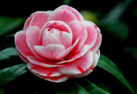 这些花草放在盆里不用管,也一样能爆盆,超级好养活,懒人的福音