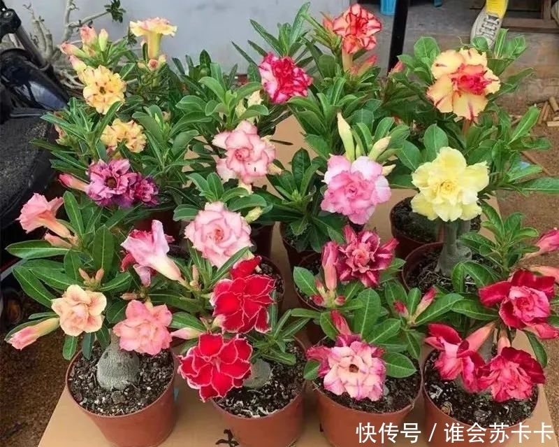 沙漠玫瑰冬天有“四怕”,避开了才能越养越精神,安全越冬无压力