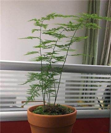 家里的文竹稀稀拉拉,真难看,用了这1东西,发疯的长,不黄叶