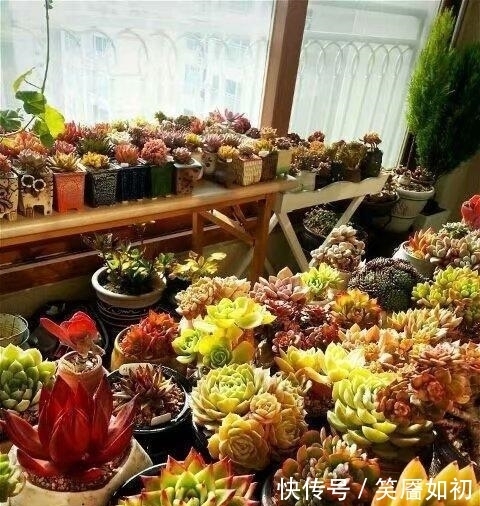 多肉小菜虫:多肉桃蛋胖到炸裂,也适用于所有景天肉!