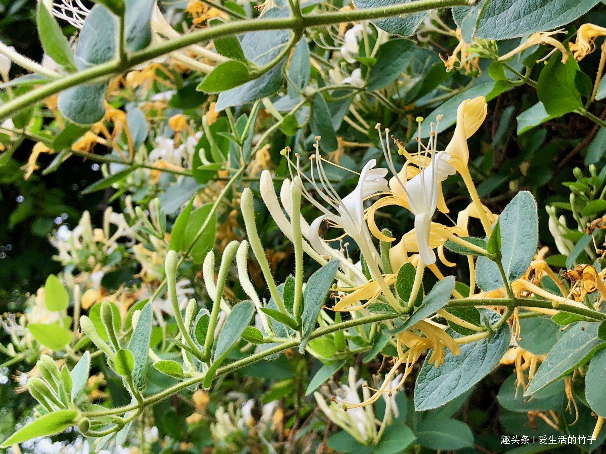 金银花和山银花的区别,认识一下,根据需要,可以区分就好