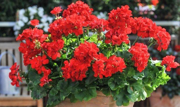 款花|值得入手的4款花,好养易成活,花美似牡丹,全年开花不断