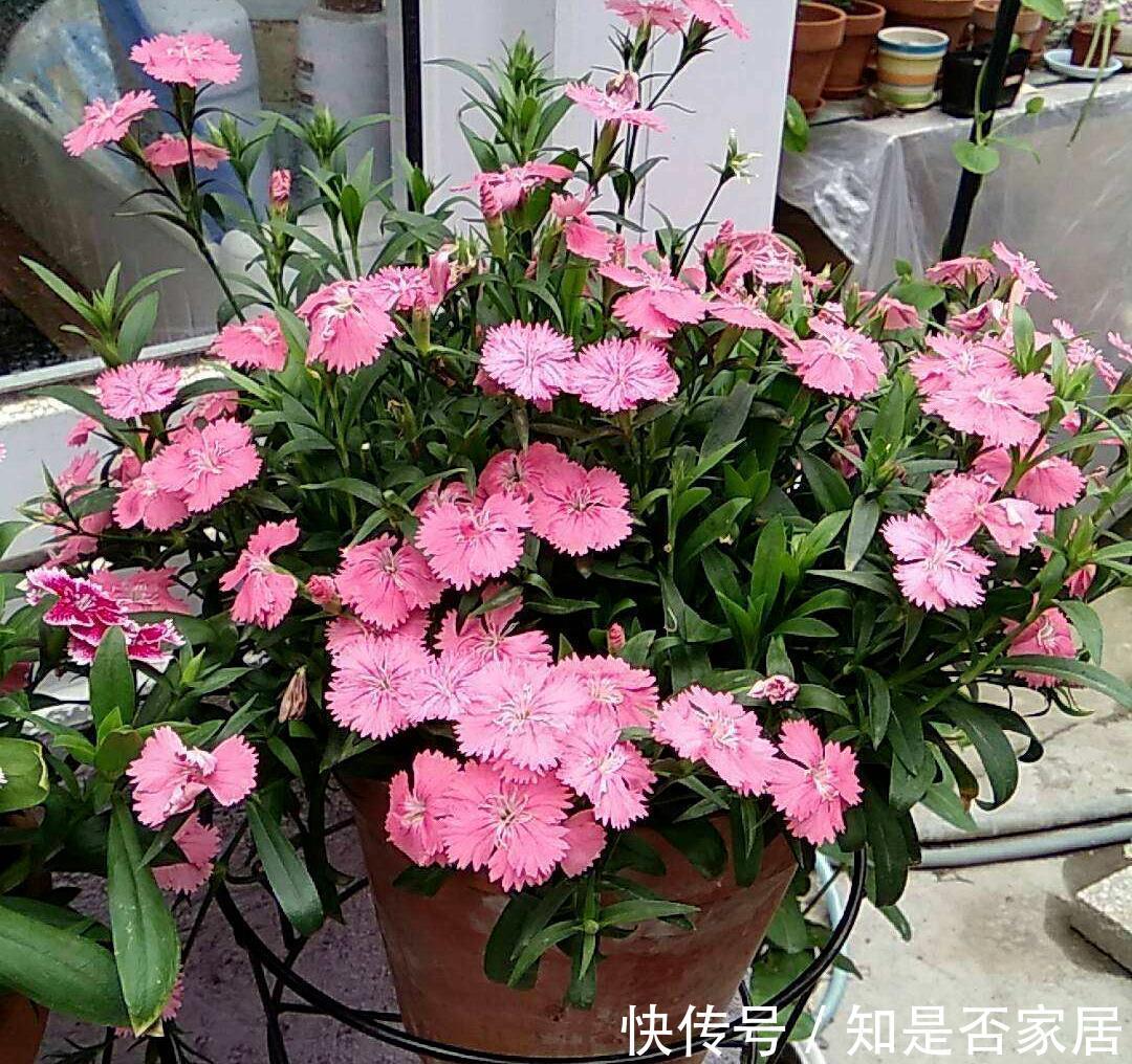 长春花|6种“小草花”,满院子疯长开花,不怕高温,不怕脚踏,折腾不死